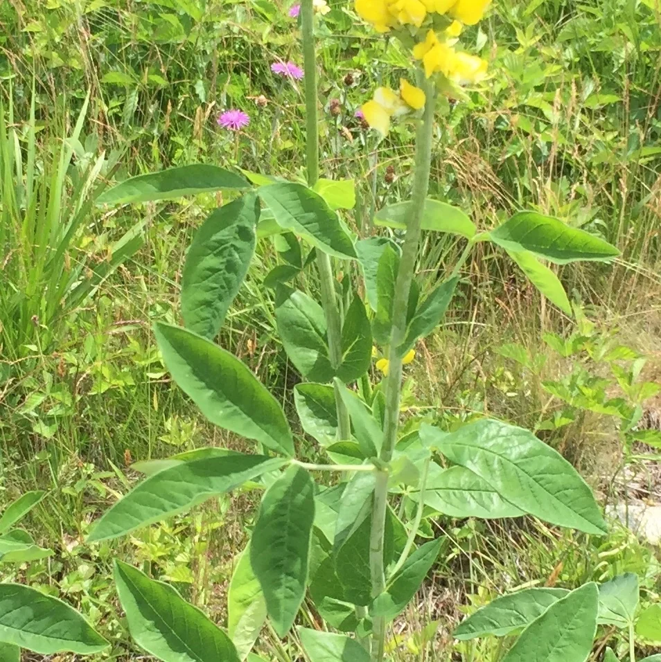 Thermopsis Caroliniana
