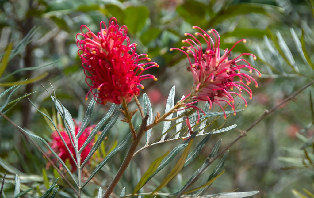 Grevillea Banksii