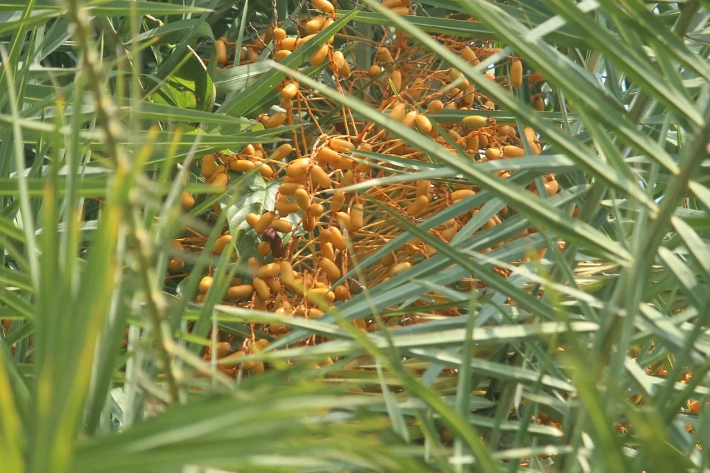 Phoenix Sylvestris