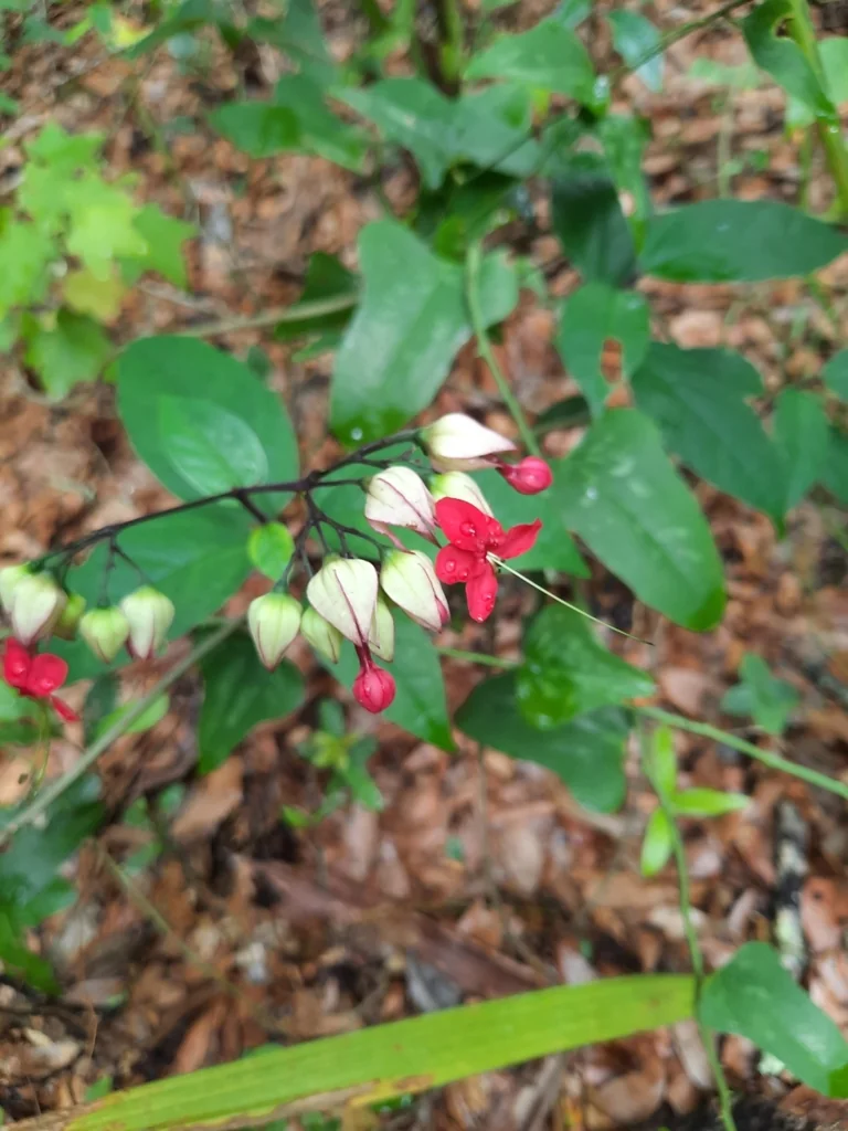 Clerodendrum Thomsoniae