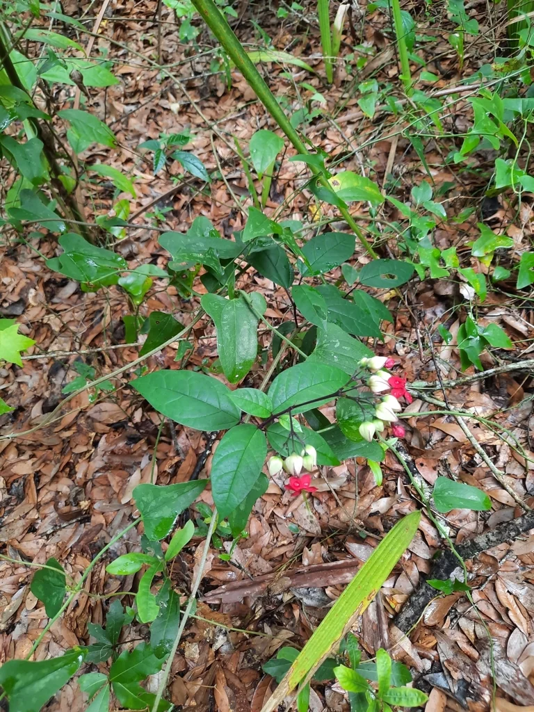 Clerodendrum Thomsoniae