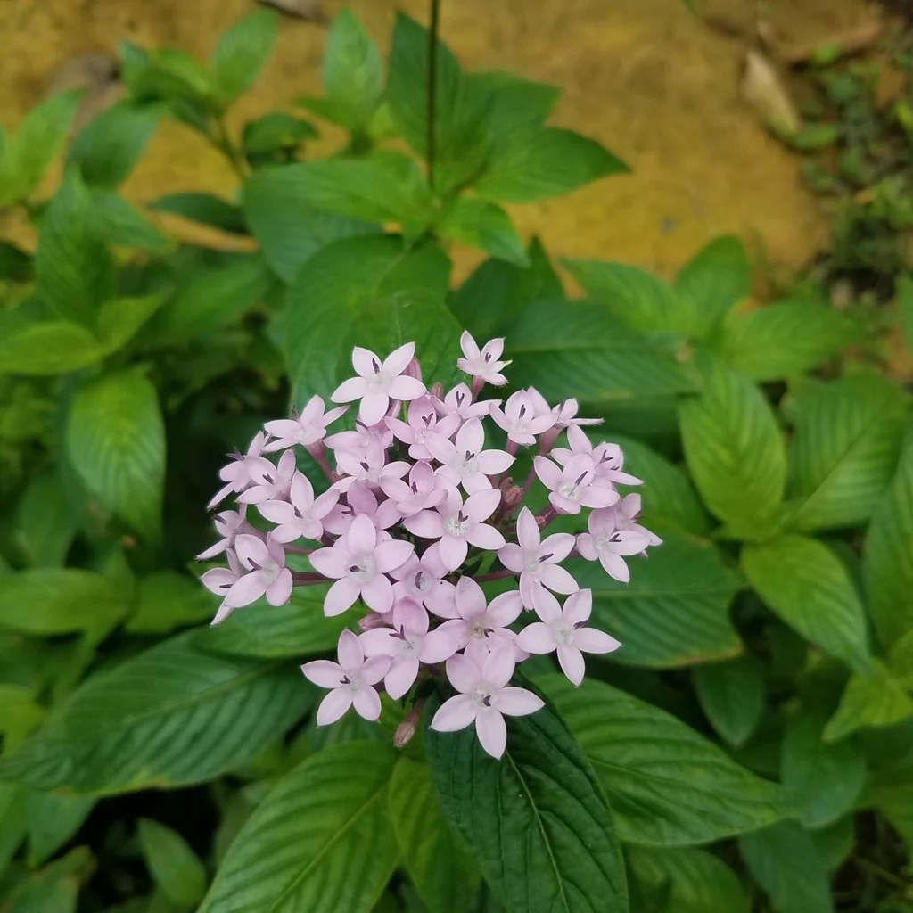Pentas lanceolata