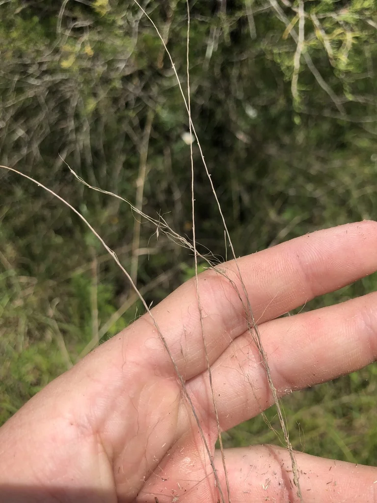 Muhlenbergia capillaris