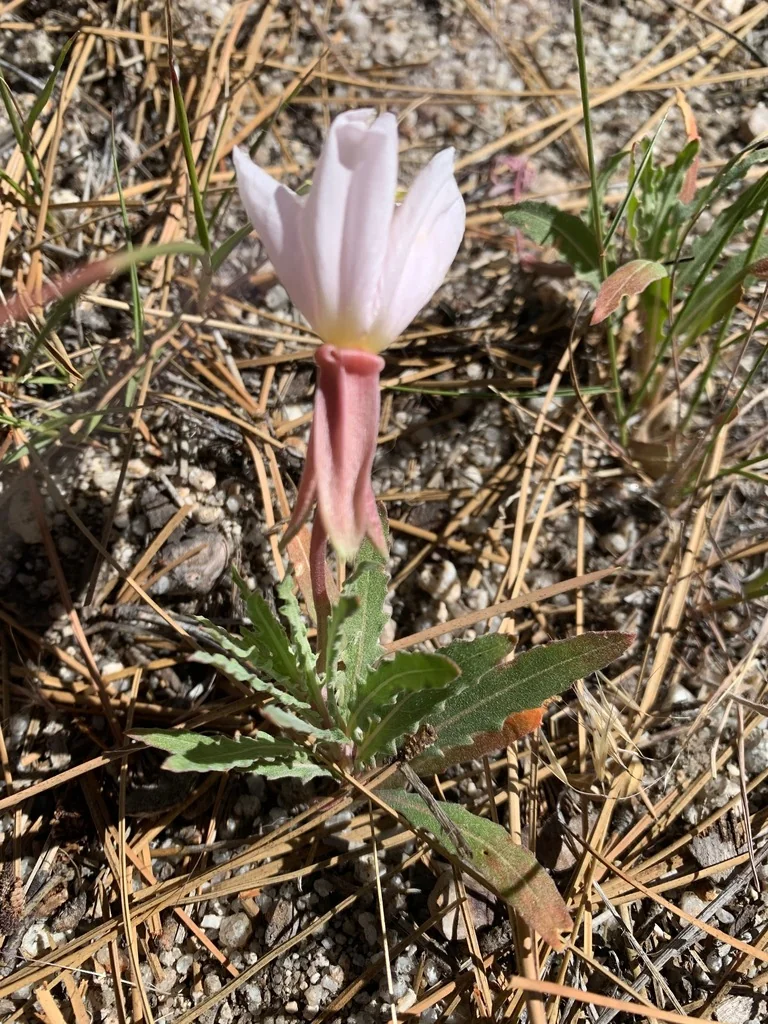 Oenothera californica