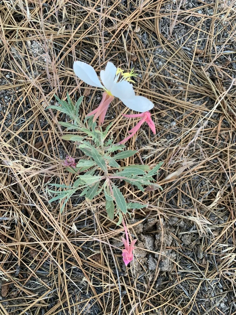 Oenothera californica