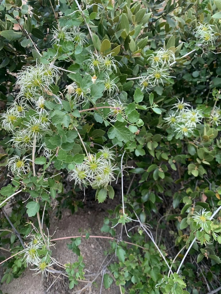 Clematis Pauciflora