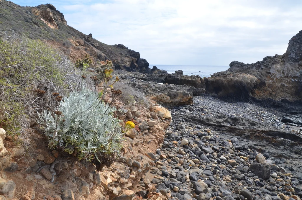 Constancea Nevinii