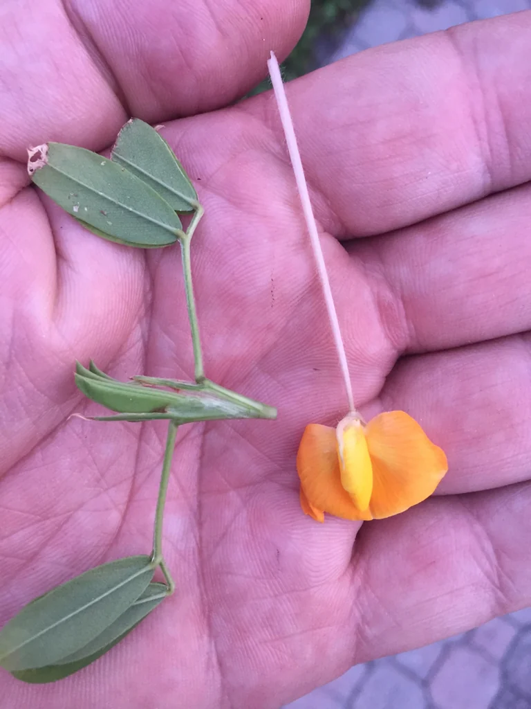 Arachis Glabrata