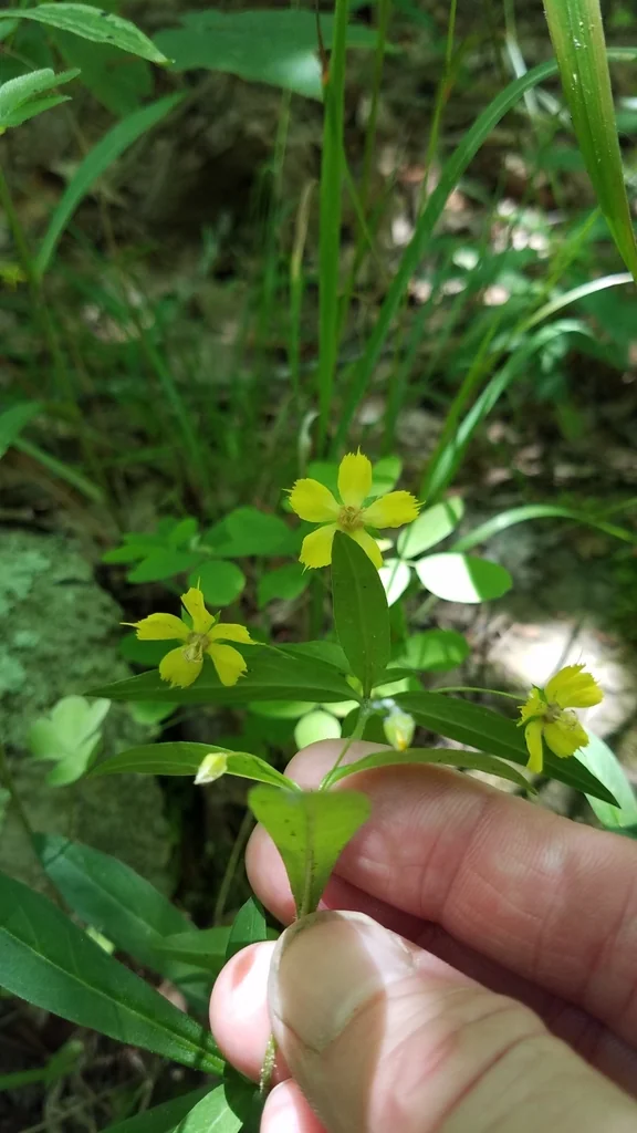 Lysimachia Lanceolata