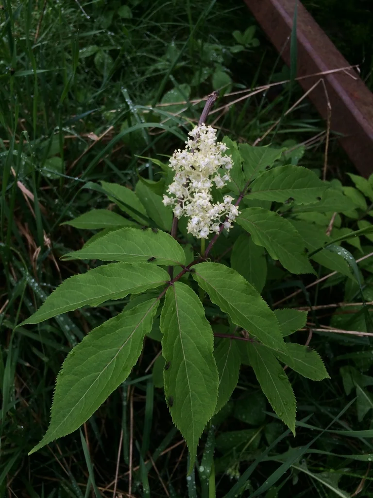 Sambucus Pubens