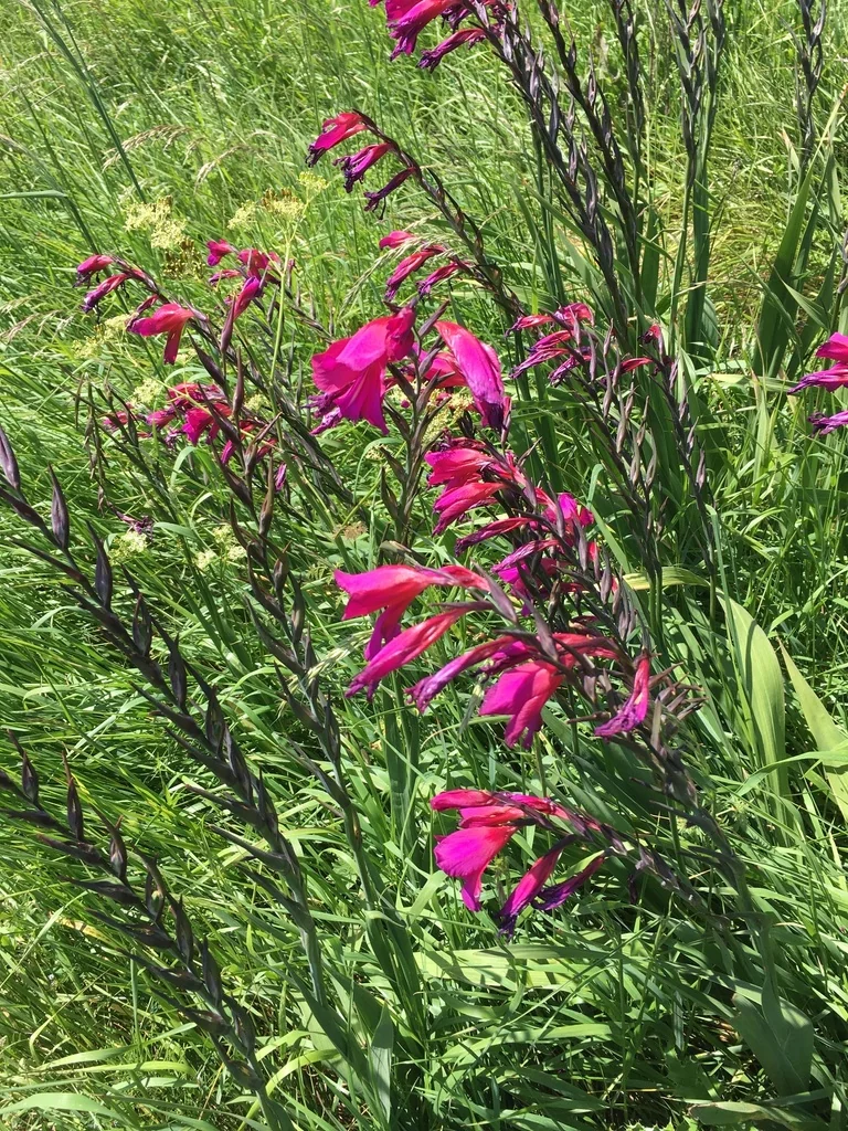 Gladiolus Communis