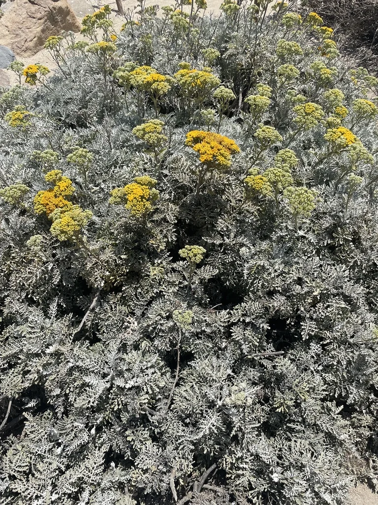 Constancea Nevinii