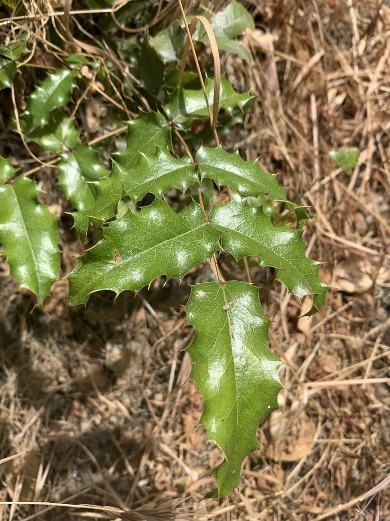 Berberis Pinnata