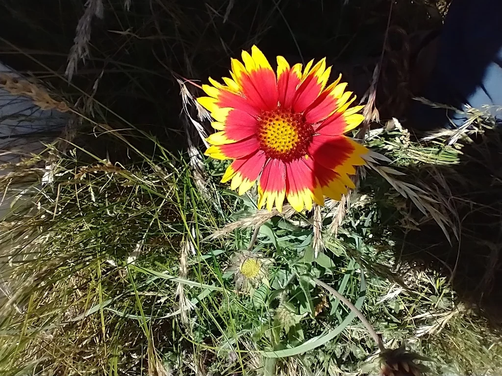 Gaillardia X Grandiflora