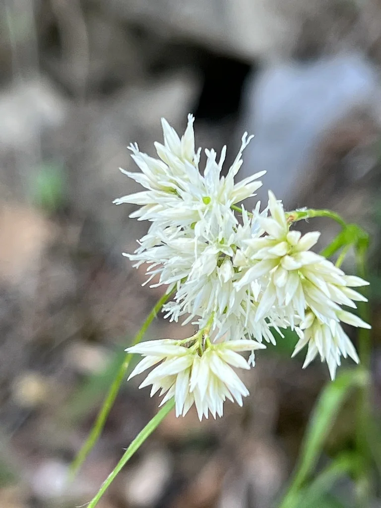 Luzula Nivea