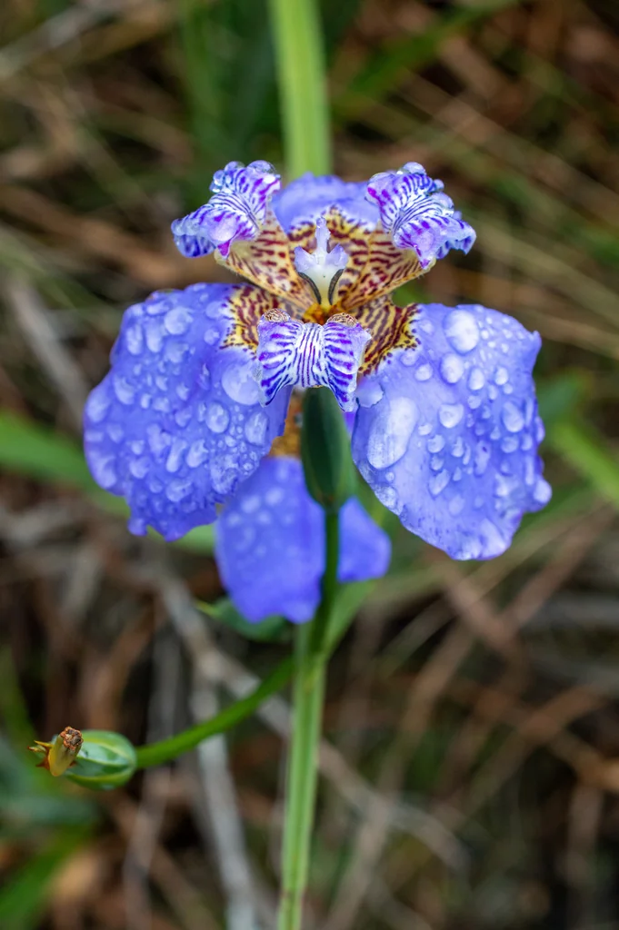 Neomarica Caerulea