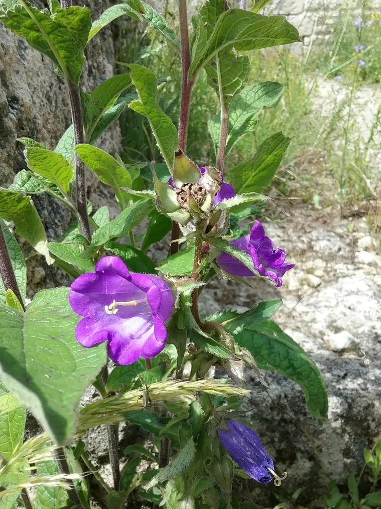 Campanula Medium