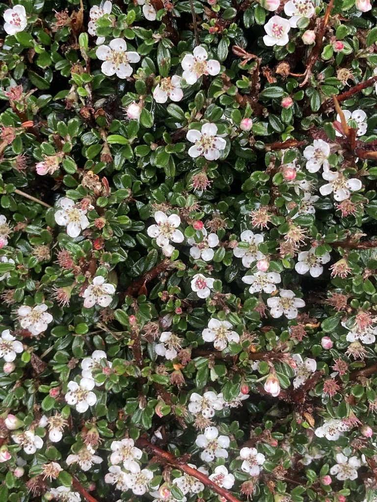 Cotoneaster Microphyllus