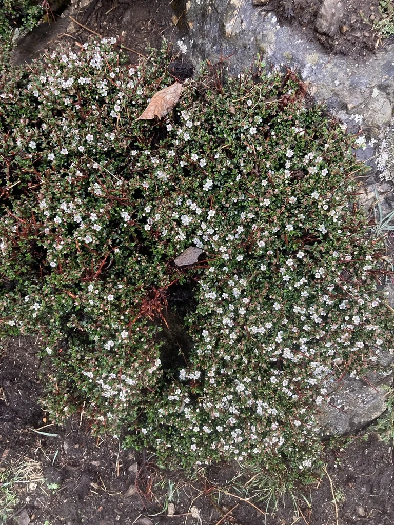 Cotoneaster Microphyllus