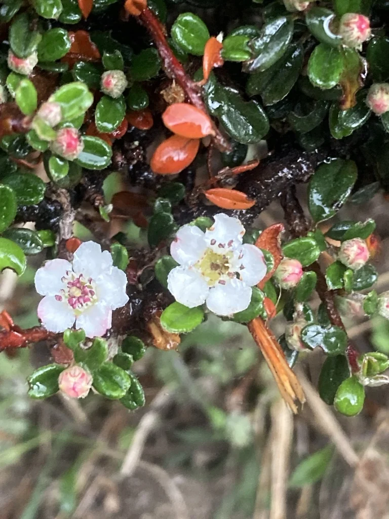 Cotoneaster Microphyllus