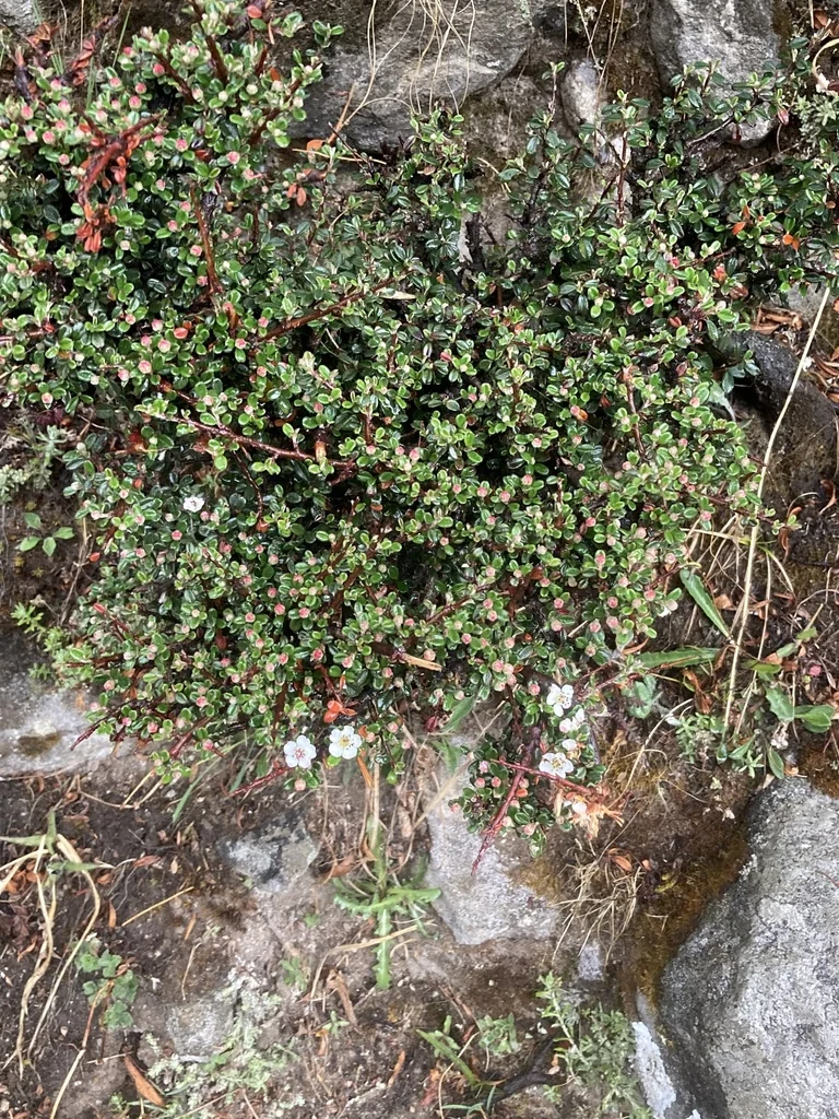 Cotoneaster Microphyllus
