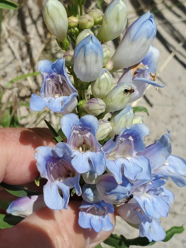 Penstemon Glaber