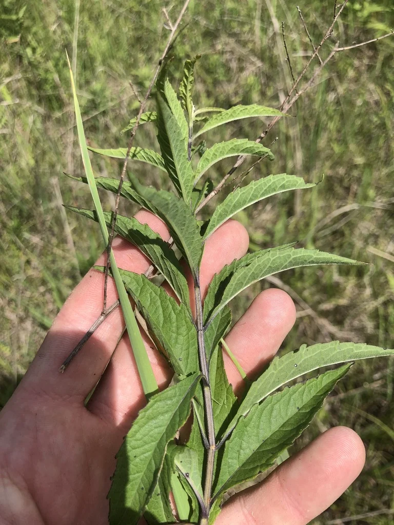 Salvia Azurea Grandiflora