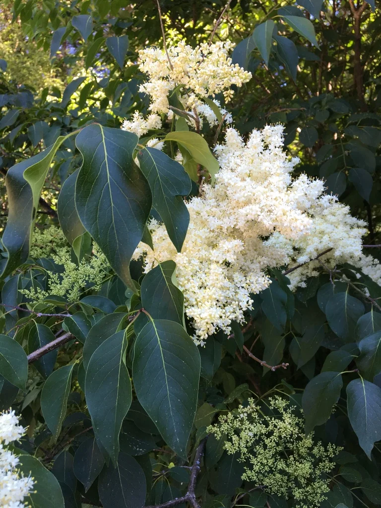 Syringa Reticulata