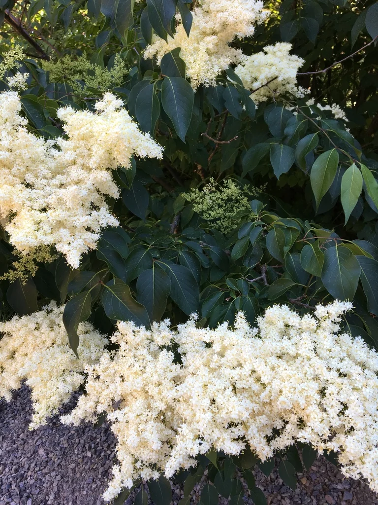 Syringa Reticulata