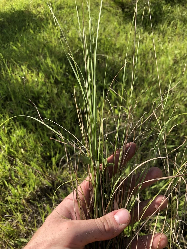 Muhlenbergia capillaris