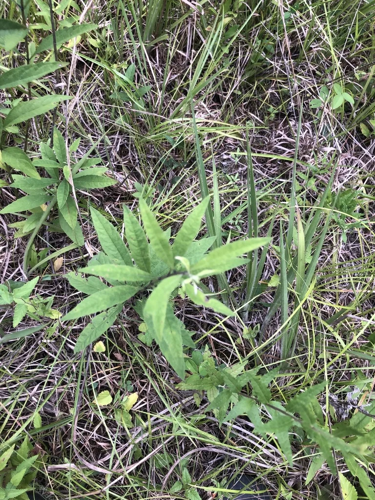 Salvia Azurea Grandiflora