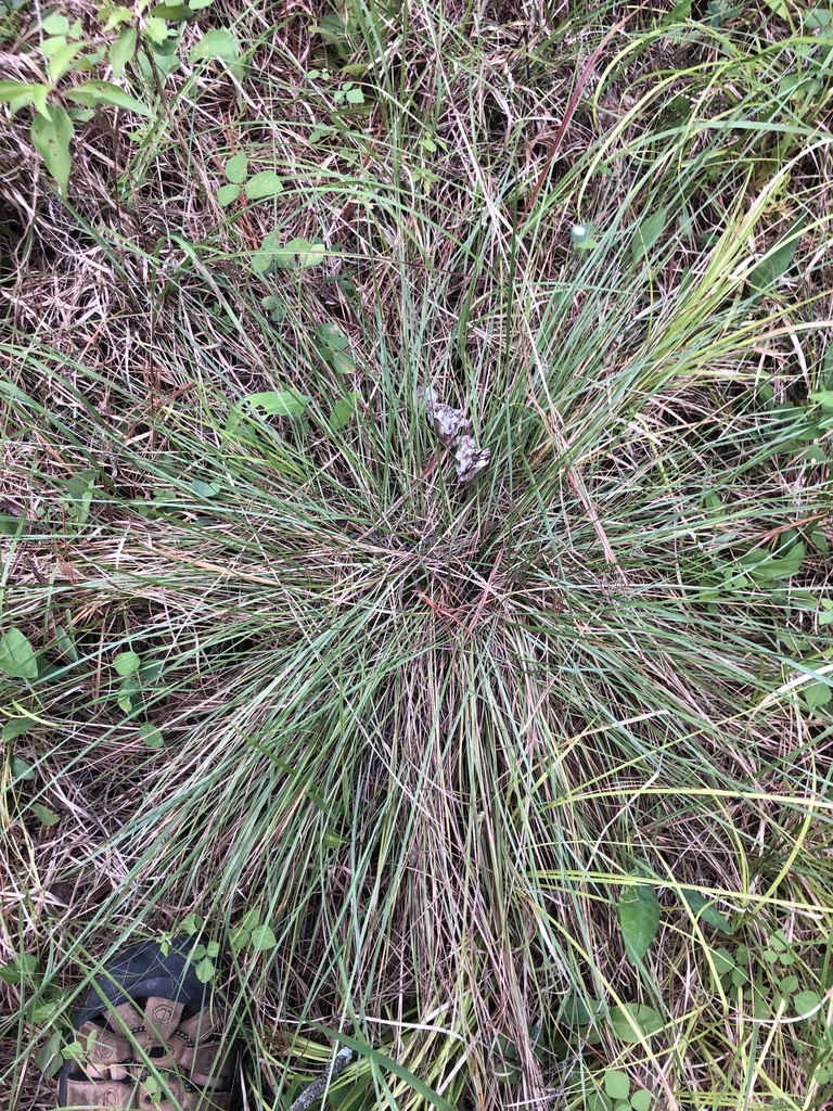 Muhlenbergia capillaris