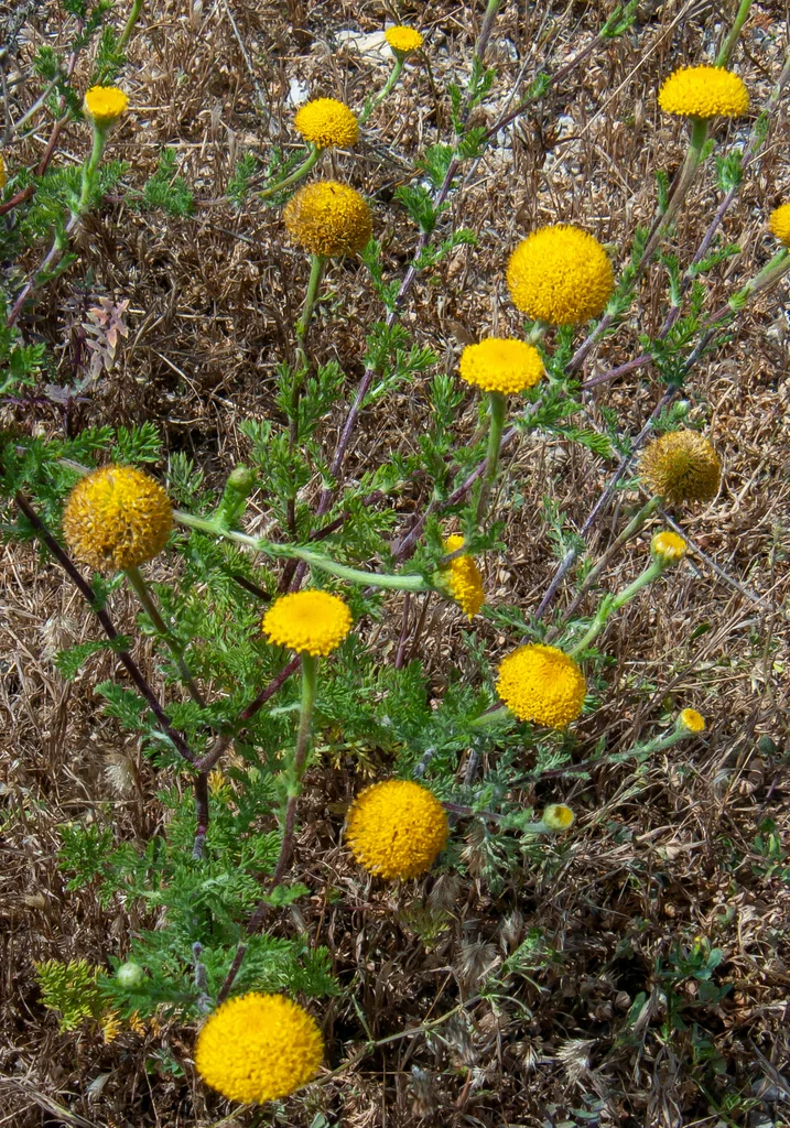 Santolina Chamaecyparissus