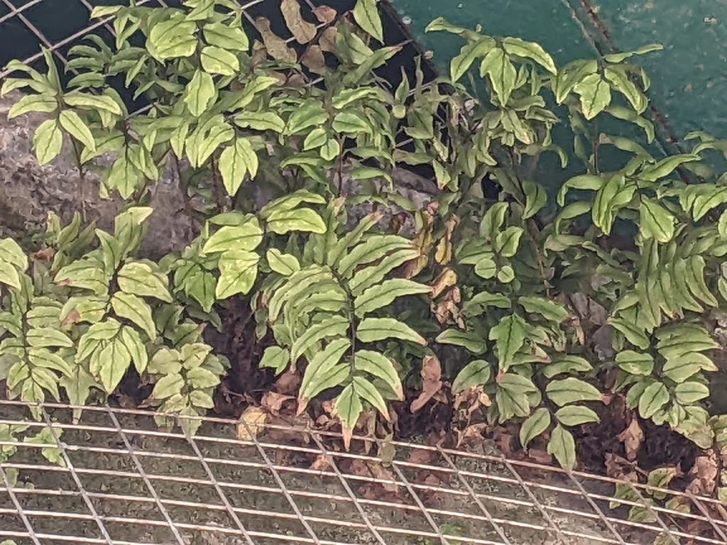 Cyrtomium fortunei