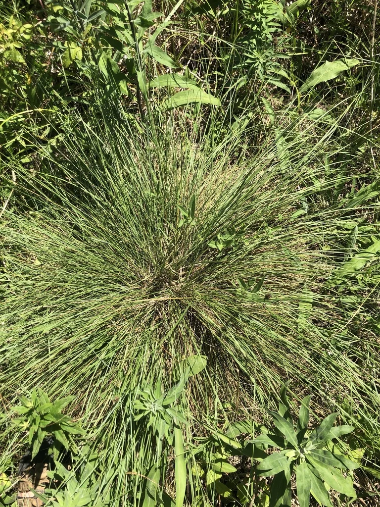 Muhlenbergia capillaris