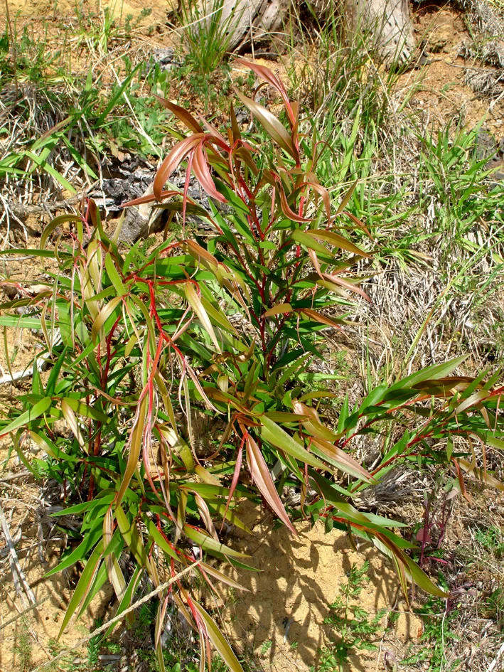Agonis Flexuosa