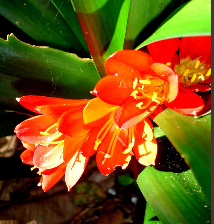 Clivia Miniata
