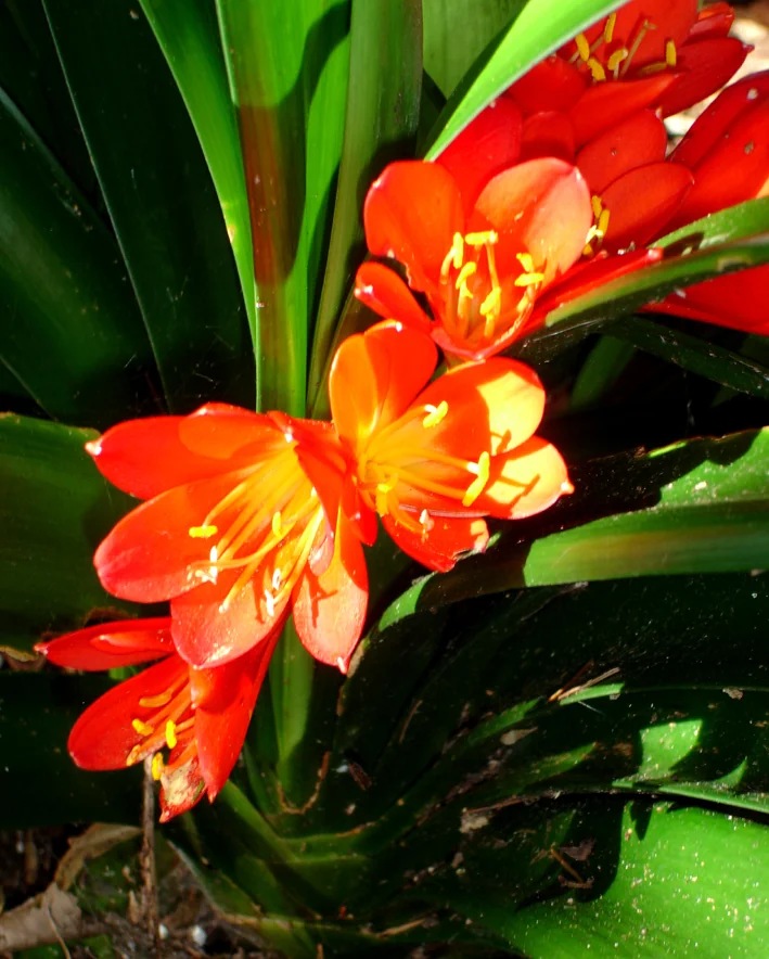 Clivia Miniata