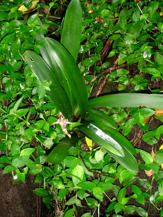 Clivia Miniata
