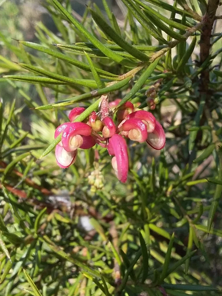 Grevillea Rosmarinifolia