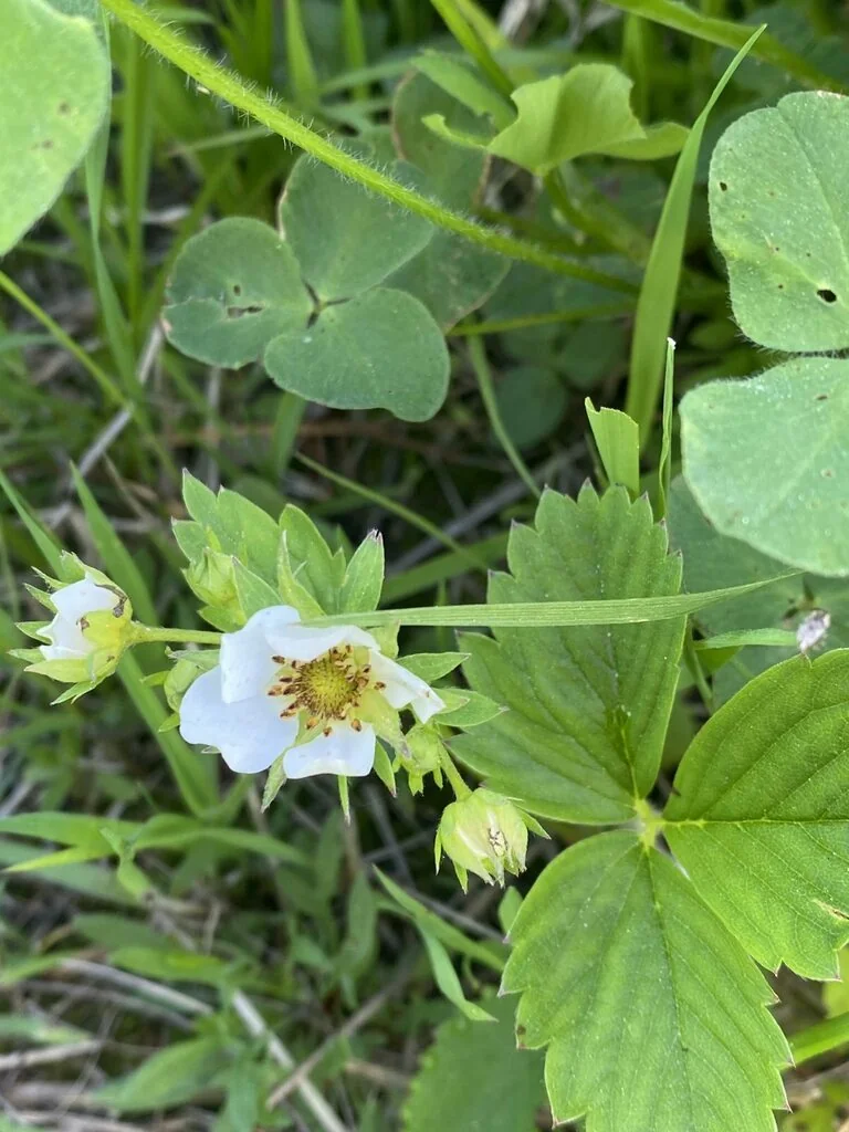 Fragaria ananassa