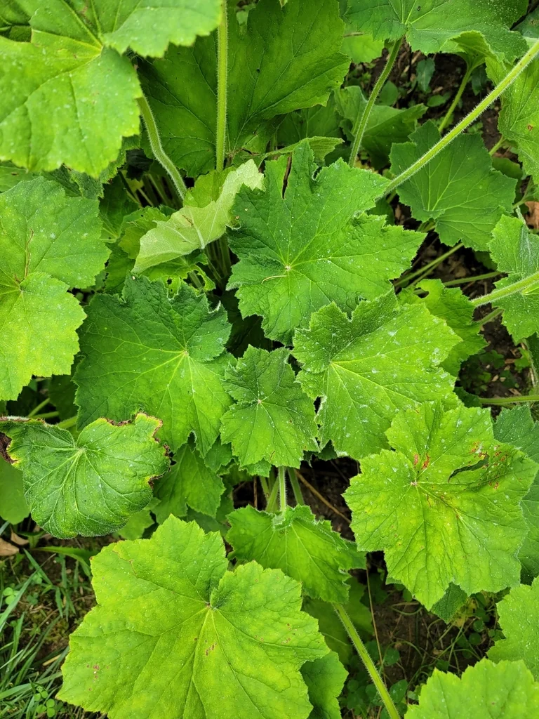 Heuchera Villosa