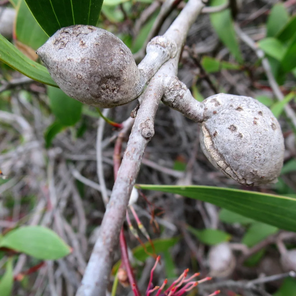 Hakea Laurina