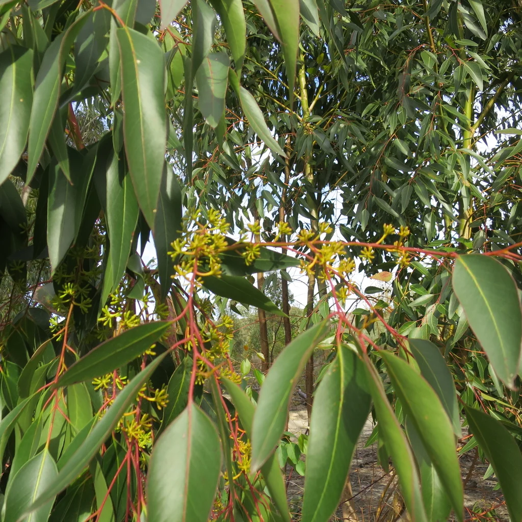 Eucalyptus Cladocalyx