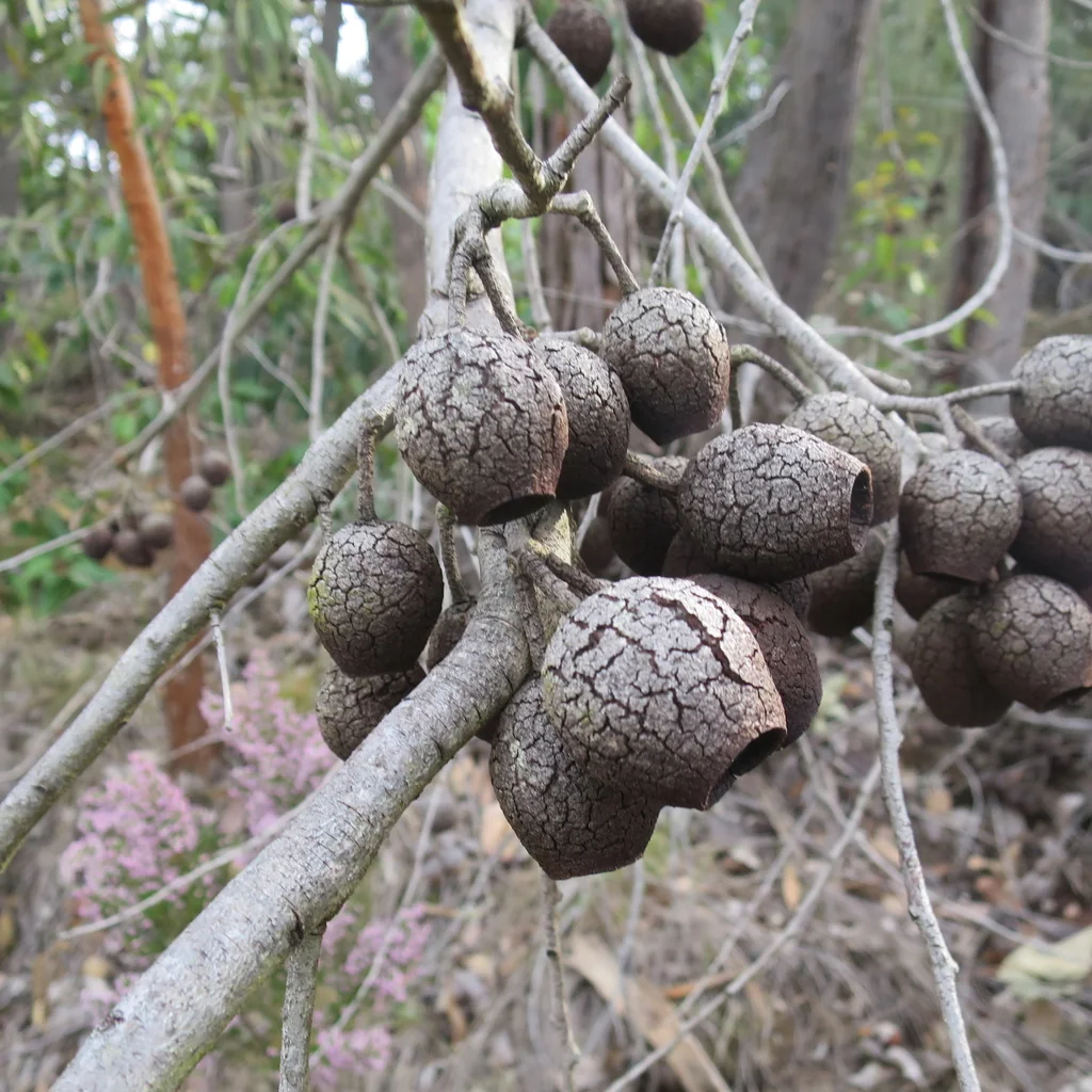 Corymbia Ficifolia