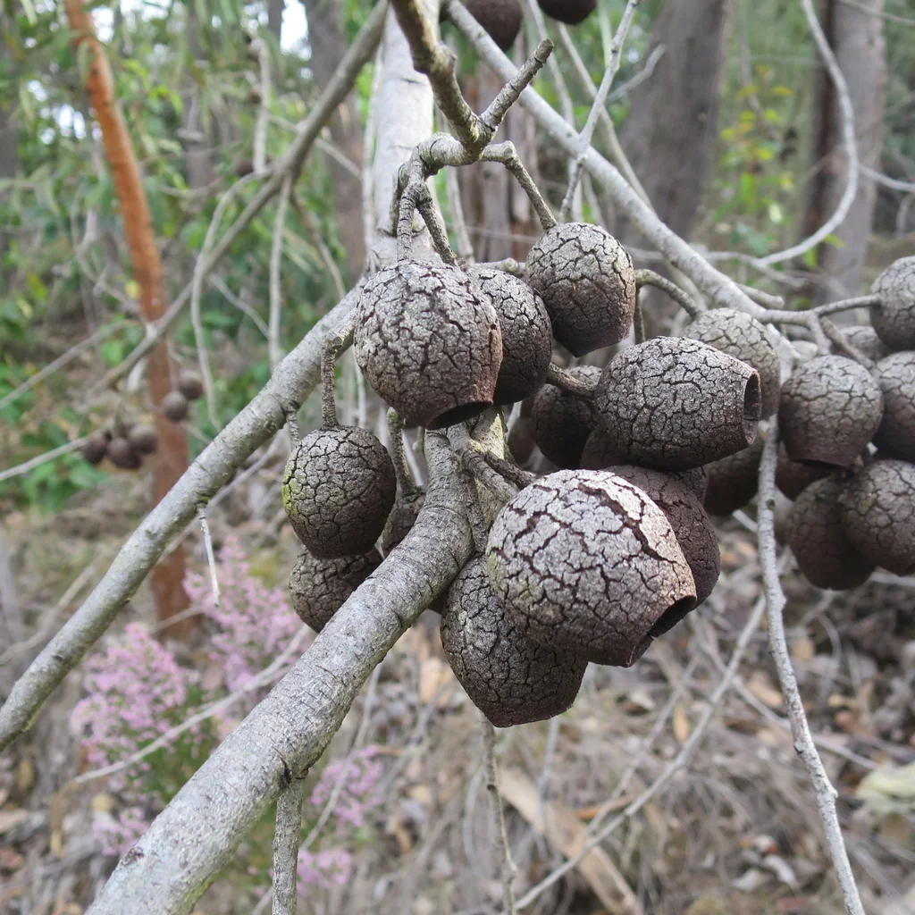 Corymbia Ficifolia