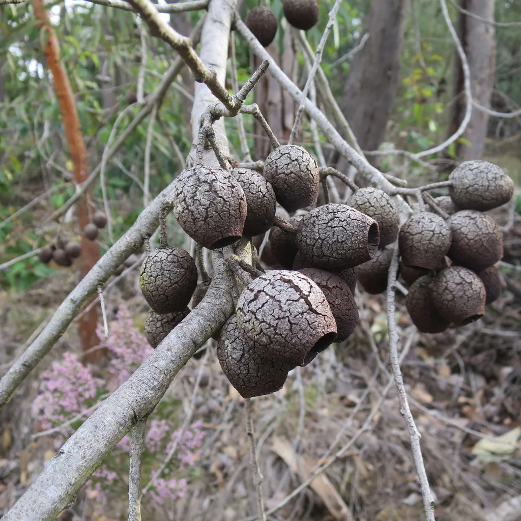 Corymbia Ficifolia