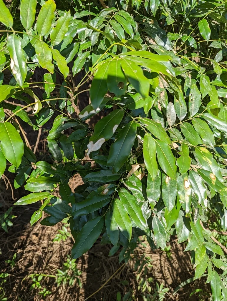 Castanospermum Australe