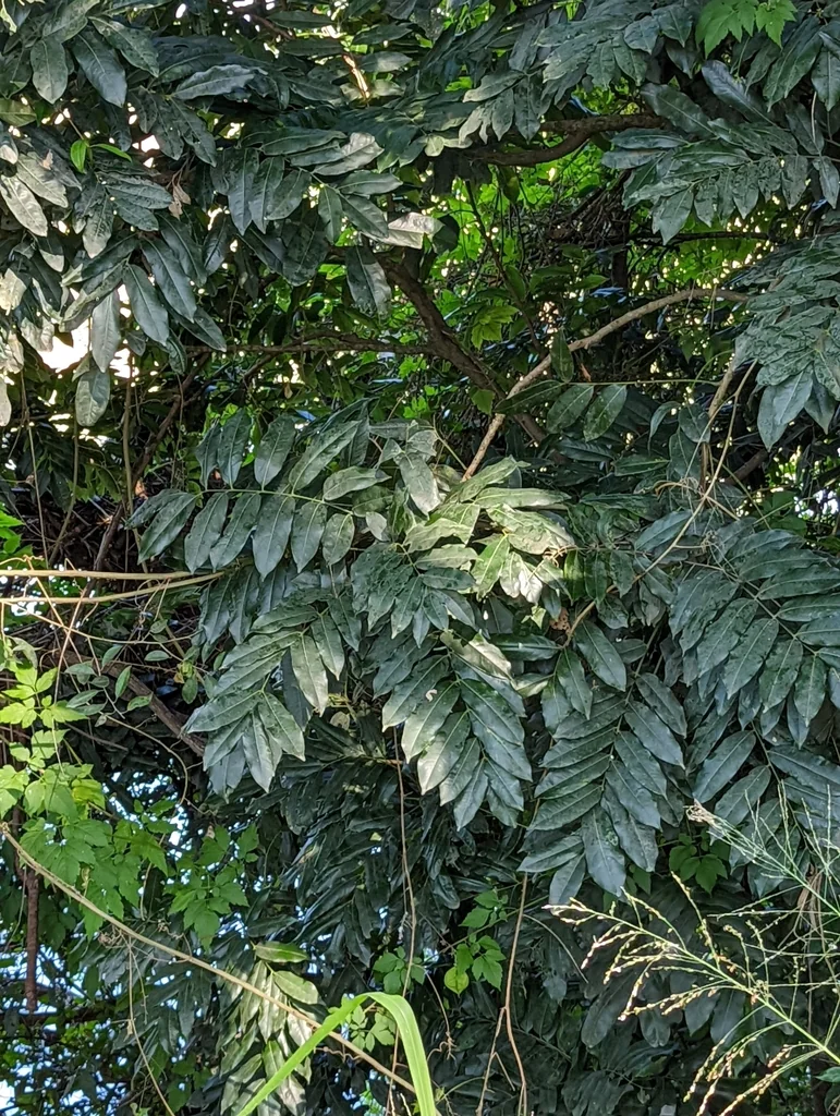 Castanospermum Australe