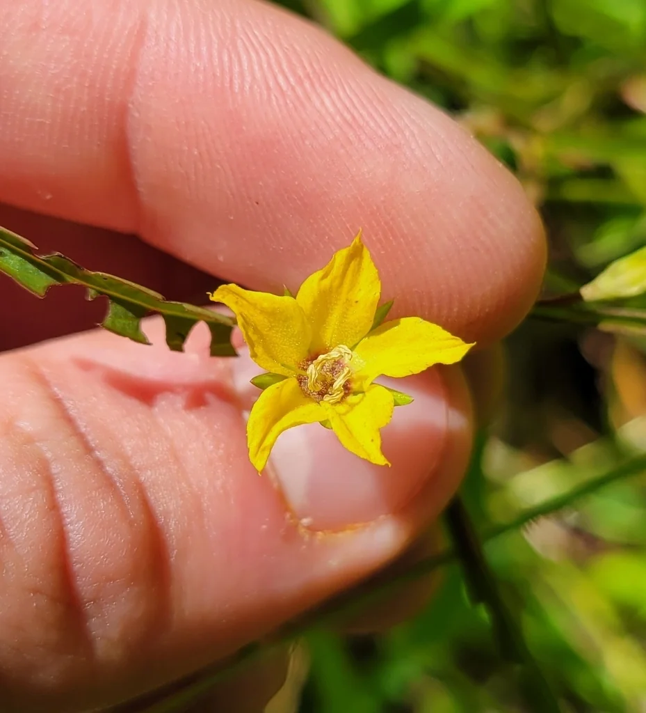 Lysimachia Lanceolata